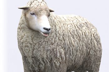 Sheep – Free Download