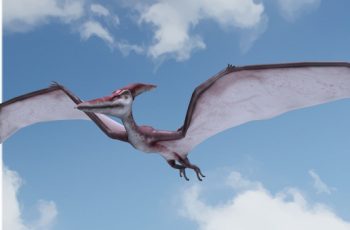 Pteranodon – Free Download
