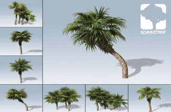 Chinese Fan Palm Package – Free Download