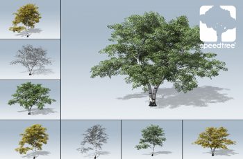 European White Birch Package – Free Download