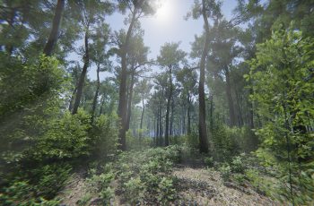 Oak Forest Environment – Free Download