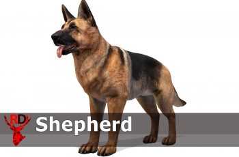 Dog – Shepherd – Free Download