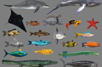 Low poly Fish Collection Animated Pack 4 – Free Download