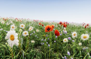 Realistic Grass Flowers Pack – Free Download
