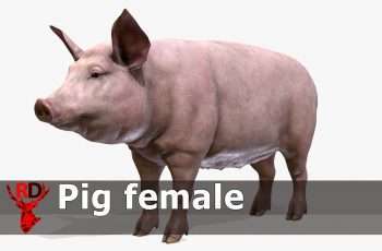 Pig female – Free Download