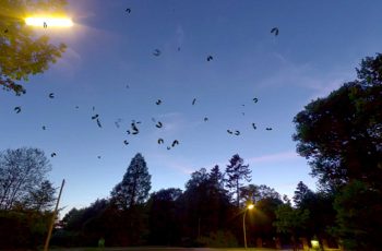 Swarm Of Bats – Free Download