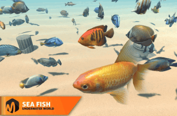 Sea fish – underwater world – Free Download