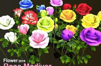 Flower Rose Madiver – Free Download