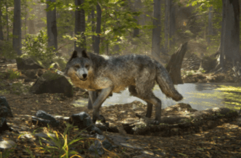 Realistic Wolf – Free Download