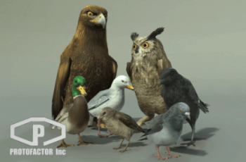 BIRDS PACK – Free Download