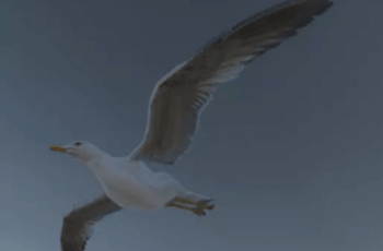 Seagull (Larus canus) – Free Download