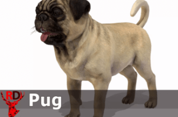 Dog – Pug – Free Download