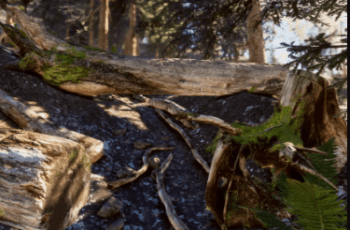 Mountain Forest Trunks and Roots – Free Download