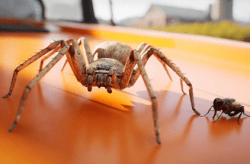 Animalia – Spider – Free Download