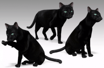 Black Cat Animated – Free Download