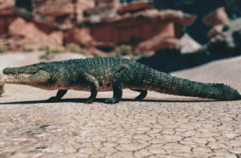 Crocodile Realistic – Free Download Crocodile Realistic – Free Download