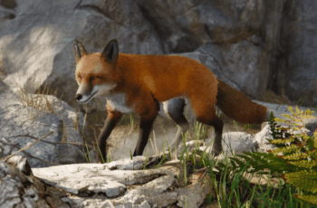 Realistic Fox – Free Download Realistic Fox – Free Download