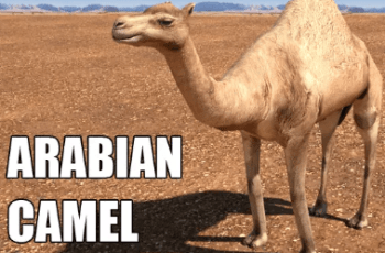 Arabian Camel – Animated – Dev Community Arabian Camel – Animated – Dev Community