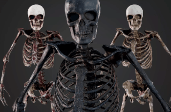 Skeleton Humanoid – Free Download Skeleton Humanoid – Free Download